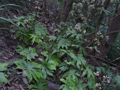 高山破傘菊 高山破傘菊