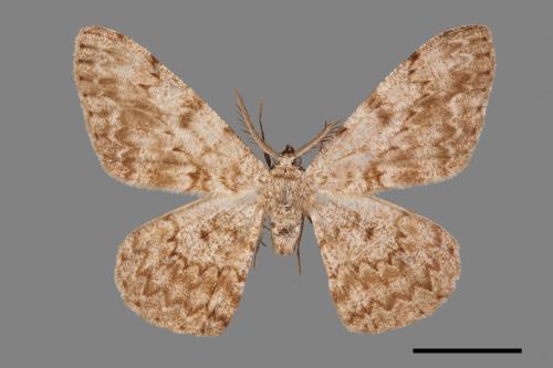 Hypomecis cineracea[齒紋灰褐尺蛾][00069240]