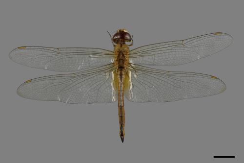 Pantala flavescens[薄翅蜻蜓][00086684]