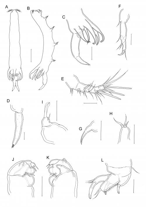 Xarifia taiwanensis_雌.jpg