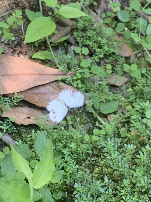 東方菜粉蝶 東方菜粉蝶
