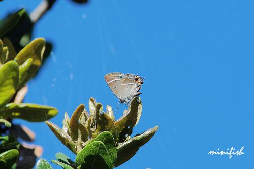 L17-3 高山鐵灰蝶