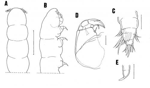 Orstomella yaliuensis_雄.jpg Orstomella yaliuensis_雄.jpg
