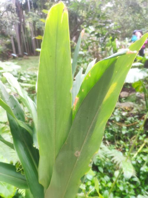 野薑花 野薑花