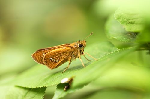 20090929_345486_Parnara guttata_a.jpg 20090929_345486_Parnara guttata_a.jpg