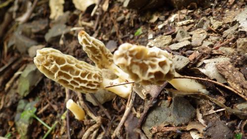 Morchella esculenta(美味羊肚菌)