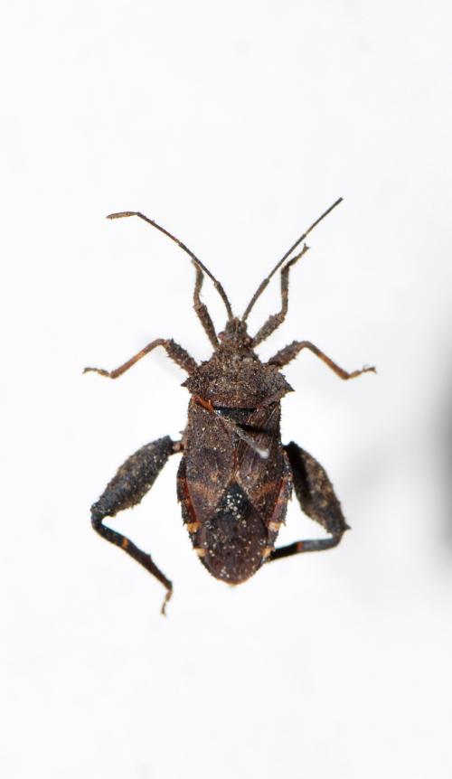 瘤緣椿象 Acanthocoris scaber