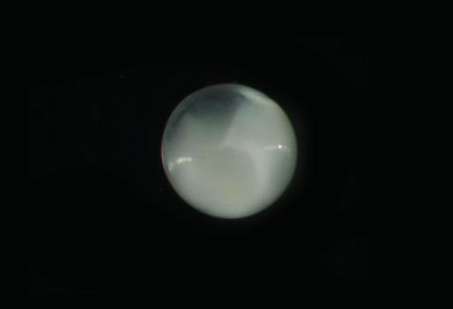 ASIZP0078486