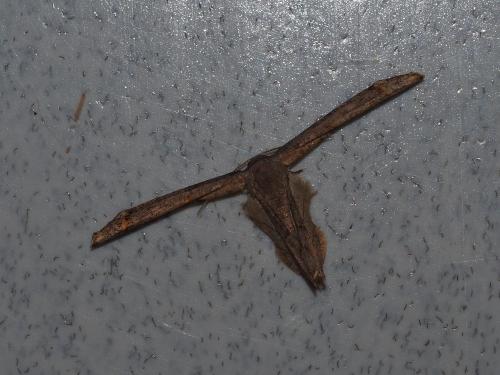 黃緣雙尾蛾 (紋雙尾蛾) 黃緣雙尾蛾 (紋雙尾蛾)