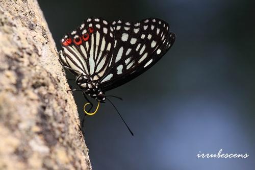 N43-1 紅斑脈蛺蝶