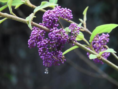 杜虹花