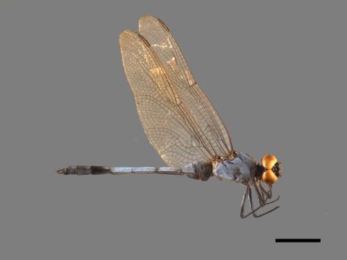 Orthetrum luzonicum[呂宋蜻蜓][00103506]