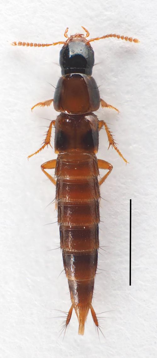 Quwatanabius_chiaw-3mm Quwatanabius_chiaw-3mm