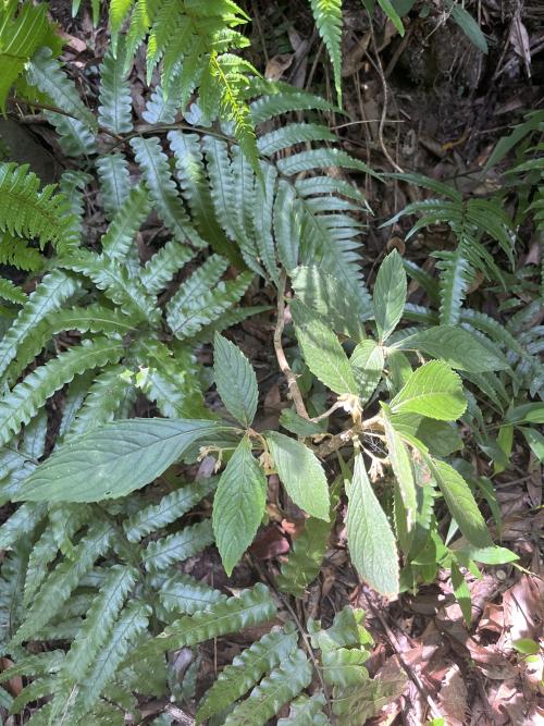 同蕊草 同蕊草