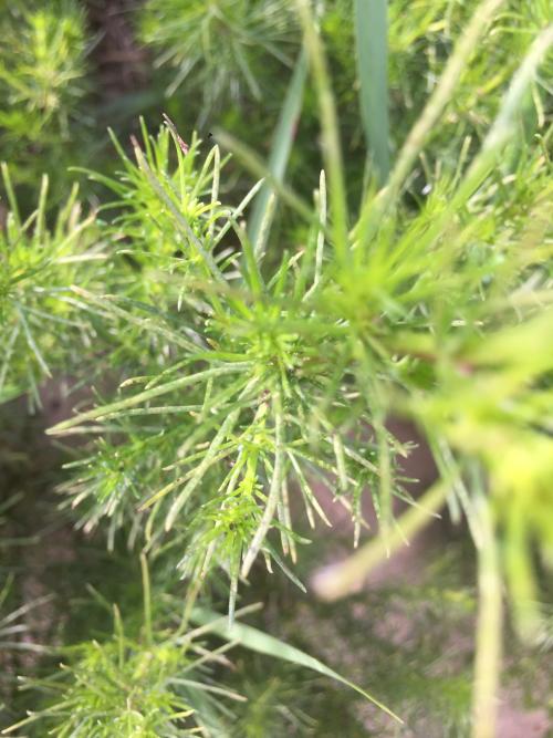 茵陳蒿 茵陳蒿