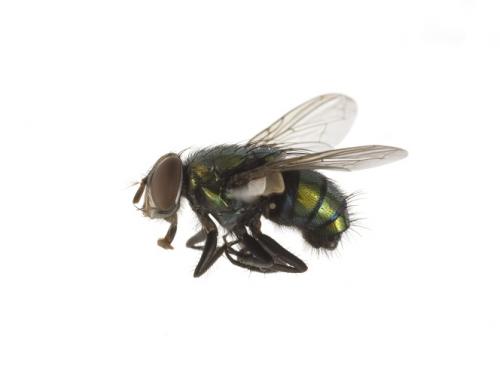 Hemipyrellia ligurriens male lateral Hemipyrellia ligurriens male lateral