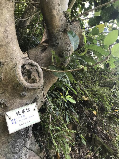 稜果榕 稜果榕