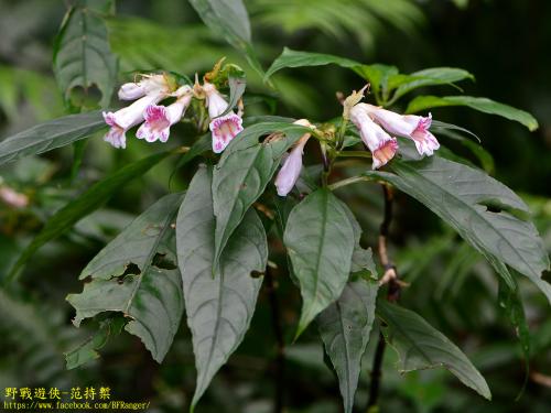 角桐草 角桐草