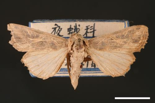 Spodoptera litura[斜紋夜蛾][00002839]