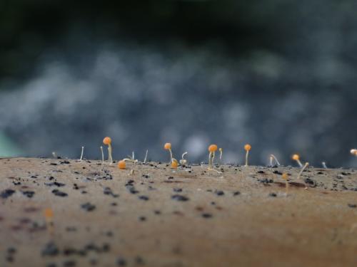 棒狀細束梗孢菌