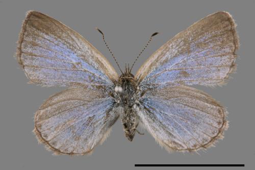 Zizeeria maha okinawana[沖繩小灰蝶][00075215]