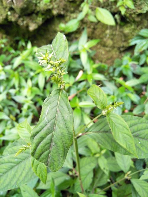 牛膝 牛膝