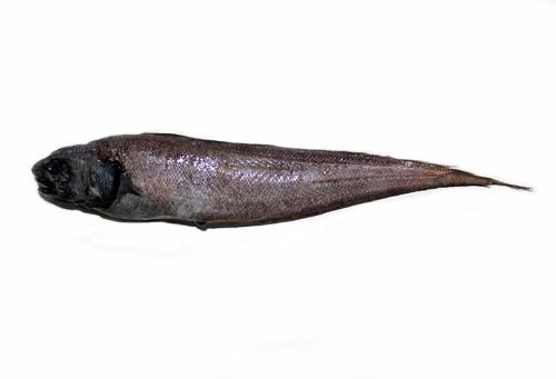 ASIZP0075055