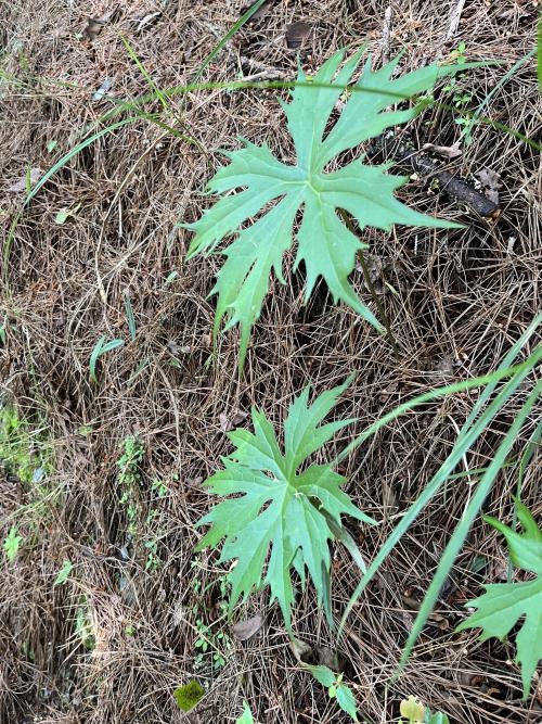 高山破傘菊