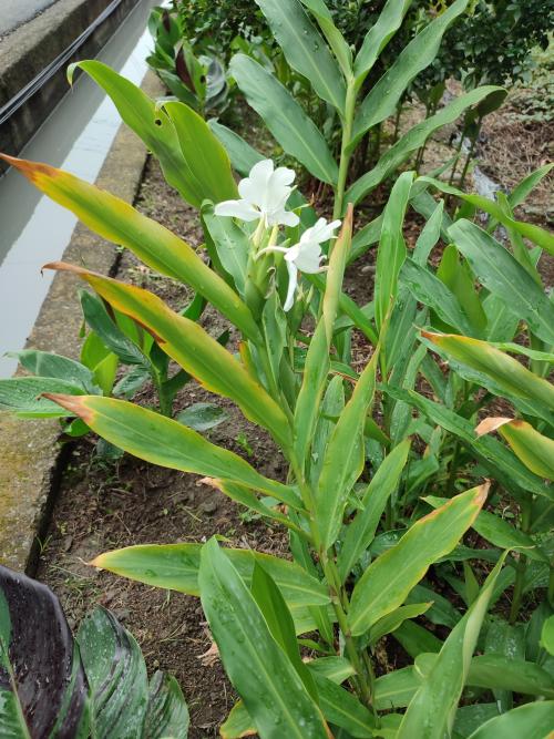 野薑花 野薑花