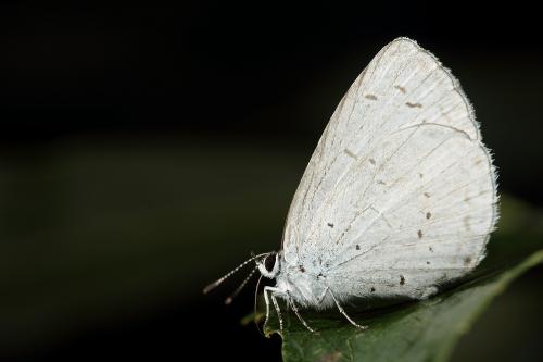 Celastrina argiolus