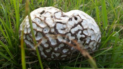 Calvatia lilacina(紫色禿馬勃)