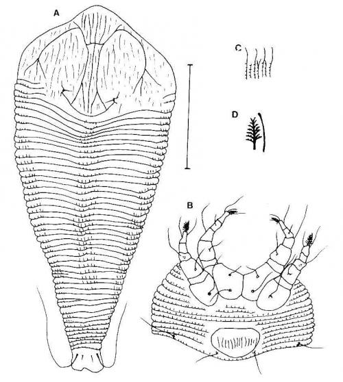 Calepitrimerus brevilinea Huang, 2001 Calepitrimerus brevilinea Huang, 2001