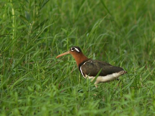 20090726_380210_Painted Snipe_P7099350.jpg 20090726_380210_Painted Snipe_P7099350.jpg