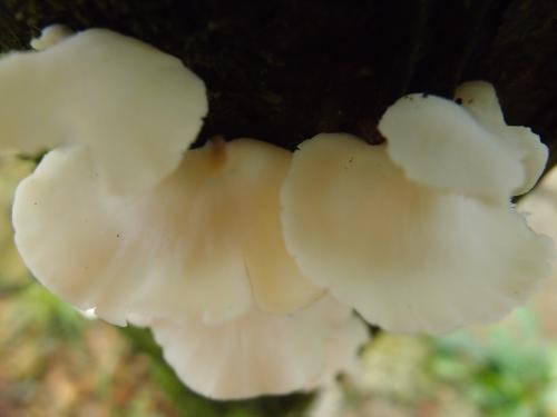 Polyporus tenuiculus(略薄多孔菌)