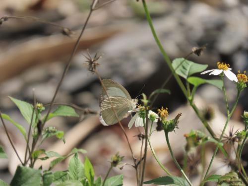 淡褐脈粉蝶