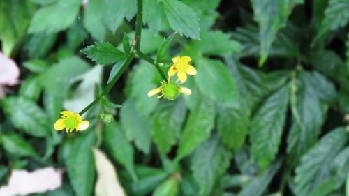 水辣菜 水辣菜