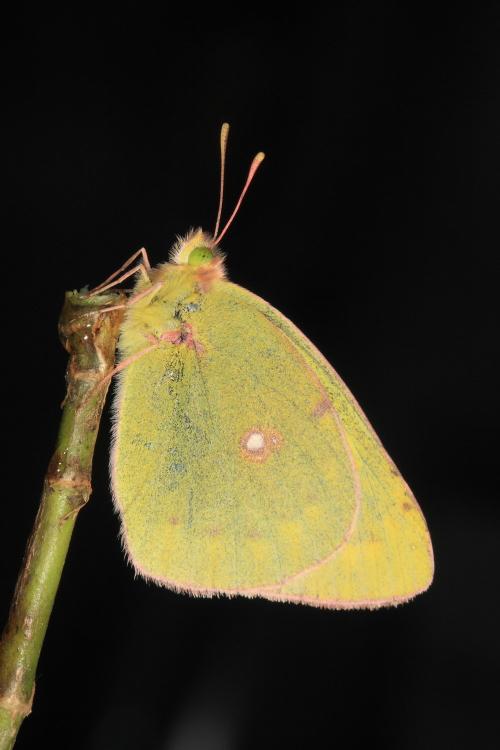 20090919_347333_Colias erate formosana_a.jpg