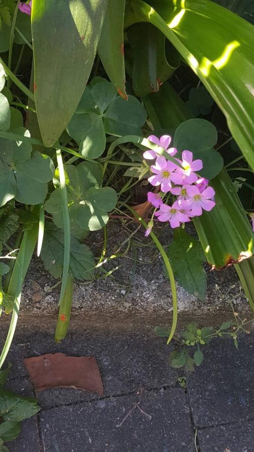 紅花酢漿草 (紫花酢漿草)
