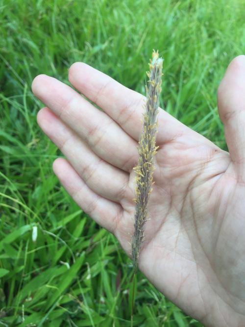 白茅 (茅針 茅根 茅草)