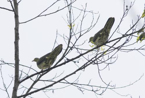 綠鳩 綠鳩
