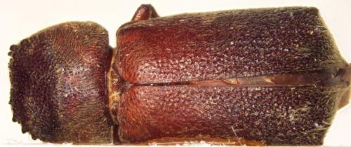 Xyloperthella crinitarsis (Imhoff, 1843) Xyloperthella crinitarsis (Imhoff, 1843)