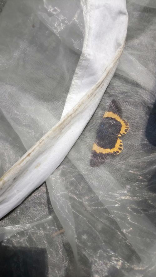 橙帶藍尺蛾 橙帶藍尺蛾