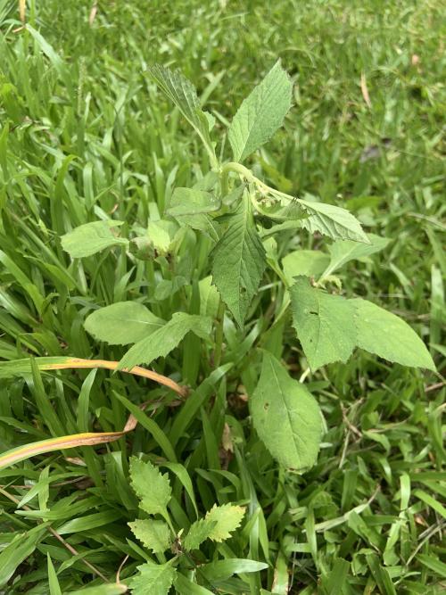 野茼蒿