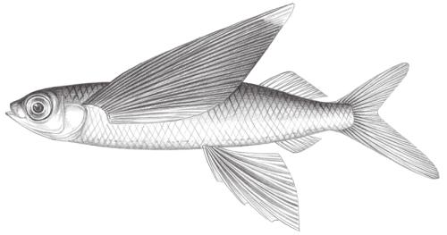 Prognichthys brevipinnis@Jheng0727 Prognichthys brevipinnis@Jheng0727