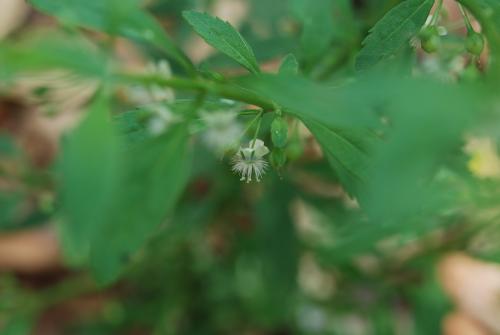 野甘草