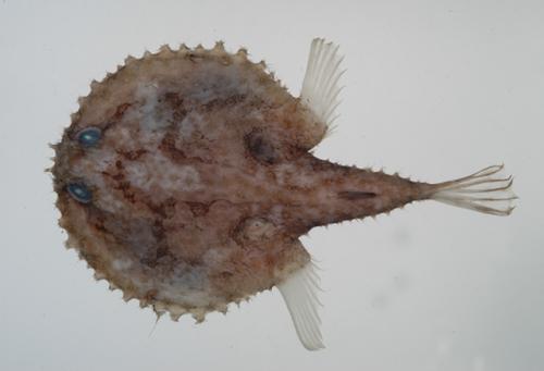 ASIZP0060051