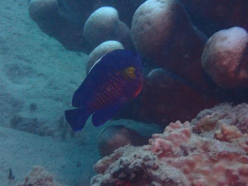 雙棘刺尻魚