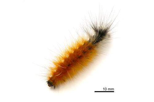 Spilarctia nydia werneri