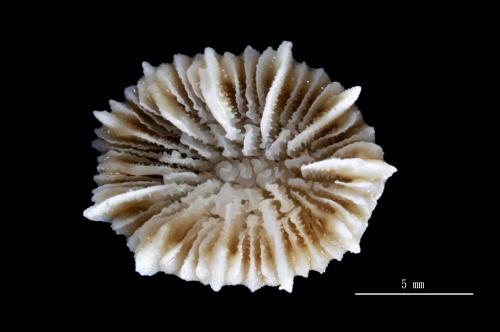 Caryophyllia diomedeae_02