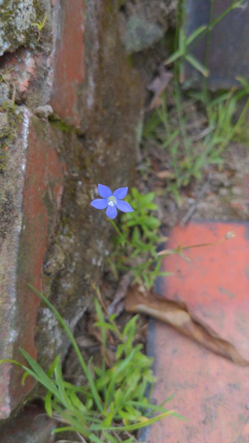 細葉蘭花參